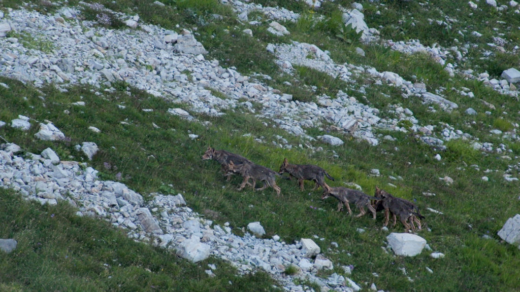 Image extraite du film La vallée des loups.