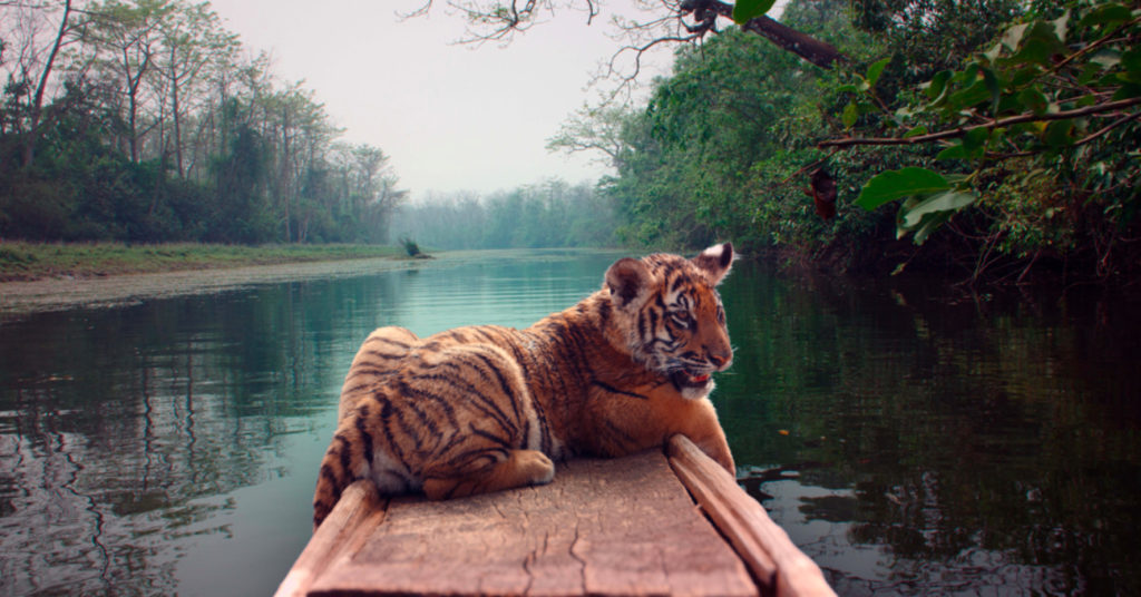 Image extraite du film "Le Nid du Tigre"